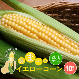 【※7月末から順次発送の販売開始！】【送料無料】 のむらのむら スイートコーン イエローコーン ホワイトコーン とうもろこし スィートコーン 2L〜L サイズ 1箱 朝採り 直送 野村ファーム北海道 北海道 江別 ギフト 糖度 計測 生の味