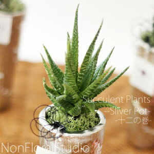 yzA SilverPotw\̊xyA[gt[zAWgyjzyMtgzyO[zyCeAzy̓z