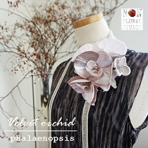 LO1ʁwvervet orchidxxxbǧӒRT[W 3F s[` x[W CbNyRT[WzyP[Xtz IWi Ǝ w  \  30 40 50 60