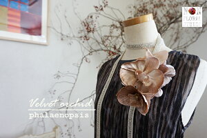 LO1ʁwvervet orchidxxxbǧӒRT[W 3F s[` x[W CbNyRT[WzyP[Xtz IWi Ǝ w  \  30 40 50 60