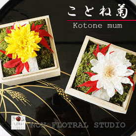 和モダン「ことね菊 」すべてプリザ 苔に紅葉のモミジ 桐箱入り 苔 モス モミジ プリザアレンジ 敬老の日 もみじ 誕生日 オリジナル ギフト プレゼント 記念日 お見舞 上質 40代 50代 60代 70代 80代 インバウンド 海外 土産