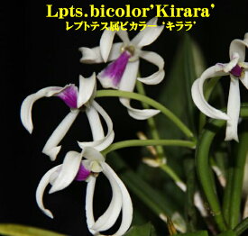 Lpts.bicolor'Kirara’レプトテス .ビカラー ‘キララ’