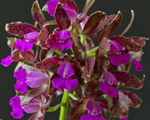 C.guttata var. leopoldii x Sib@C.O^|^@o[@I|fB[@x@ZX