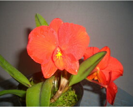 S.coccineaソフロニティス.コクシネア