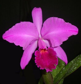 C.labiata fma rubra X Sibカトレア属ラビアタ X シブリング