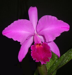 C.labiata fma rubra X SibJgArA^ X VuO