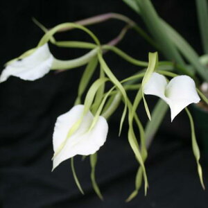 B.nodosa 'Ssan Fuchs' FCC/AOS�iOG�j�u���T�{�����m�h�T�@�e�X�[�U���@�t�[�N�X