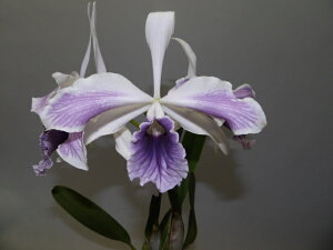 C.purpurata var ardosia storiata x sibJgAp[v^ o[ AhVA XgA[^