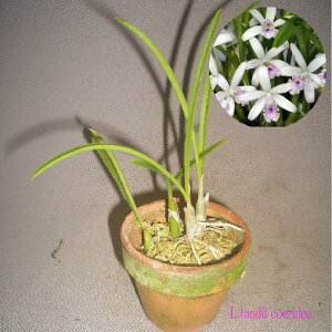 L.lundii coerulea x Self レリア、ルンディー セルレア