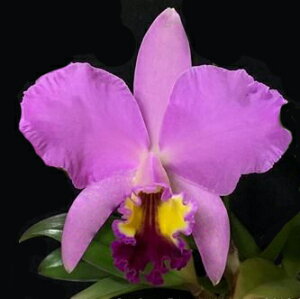 Ctt.Best@Frend'Komati' JgAZxXg th fR}`f