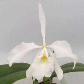 楽天市場 シルビア 花 観葉植物 花 ガーデン Diy の通販