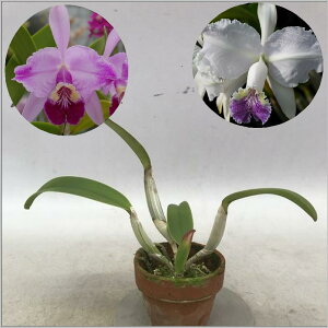 C.lueddemanniana fma flamea X Sibカトレア属ルデマニアナ フラメア x シブリング