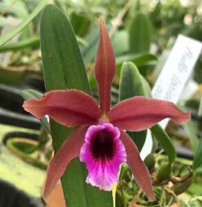 C.tenebrosa Vinicolor xsibJgAelubT