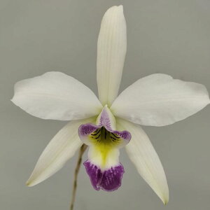 L.anceps fma veitchiana 'Blue Fantasy'レリア属 アンセプス ビーチアナ ’ブルー ファンタジー’