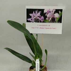 C.warscewiczii x sibJgA[ZEBb` x VuO