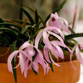 Lpts.unicolorレプトテス属ユニカラー