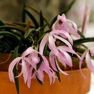 Lpts.unicolorレプトテス属ユニカラー