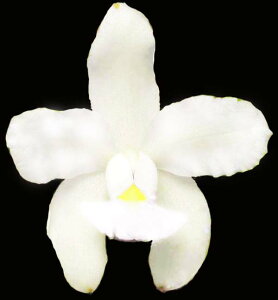 C.amethystoglossa fma alba x SibJgA AWXgObT fma Ao x VuO