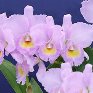 C.trianaei var.concolor‘Orion’カトレヤ属トリアーネ コンカラー’オリオン’