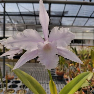 L.lobata fma concolor 'Jeni' AM/AOSA.o[^@RJ[fWFj[f