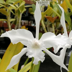 L.lobata var alba 'Plena' AOS/JOSレリア属.ロバータ アルバ ‘プレナ’