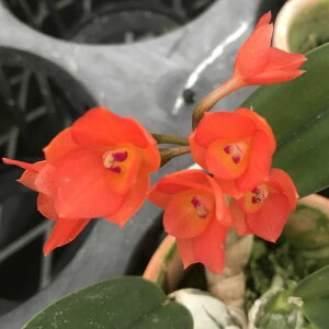 C.cerunuaカトレア属セルヌア