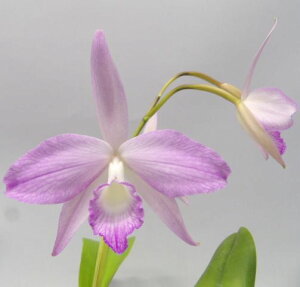 C. fidelensis JgtBfVX