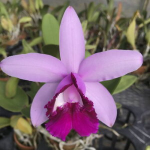 C.intermedia fma orata'Rio'AM/AOSカトレア属インターメディア オルラタ’リオ’