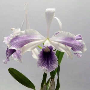 C.purpurata fma.( Striata'Elegance' x aco 'Schusteriana' )カトレア属パープラータ ブルー系交配
