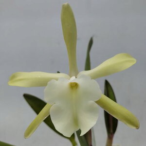 Rl. glauca fma.alba'69'�����R�����A���O���E�J �A���o'69'