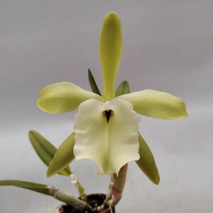 Rl.glauca'Mount Ona'�����R�����A���O���E�J'�}�E���g����'