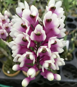 Den.Lee Chang Yi Miriam'Vangkod'fhrEA[` C[~A foRbNf