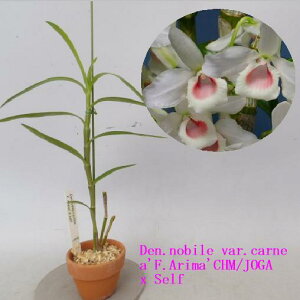 Den.nobile var.carnea'F.Arima'CHM/JOGA x Selfデンドロビューム属ノビル カーネア’エフ.アリマ’xセルフ