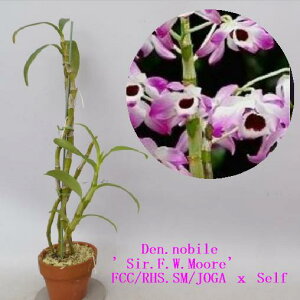 Den.nobile   Den.ノビル