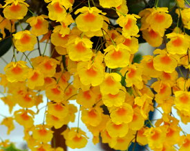 Den.lindleyi('Florida Sunshine'SM/JOGA,HCC/AOS X 'Misato'BM/JOGA)デンドロビューム属リンドレイ 大バルブ選抜品