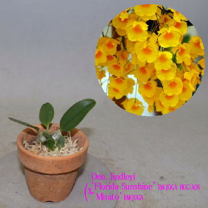 Den.lindleyi('Florida Sunshine'SM/JOGA,HCC/AOS X 'Misato'BM/JOGA)デンドロビューム属リンドレイ