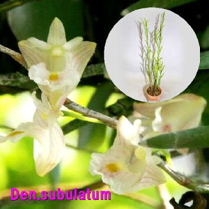 Den.subulatumfhr[.Xu^