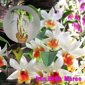 Den.Bella Maree デンドロビューム.ベラマリー