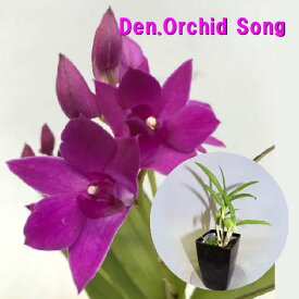 Den.Orchid Songデンドロビューム属オーキッドソング