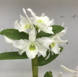 楽天市場 デンドロビウムの通販
