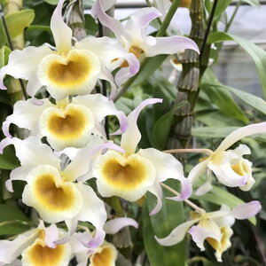生花 デンドロビウムの人気商品 通販 価格比較 価格 Com