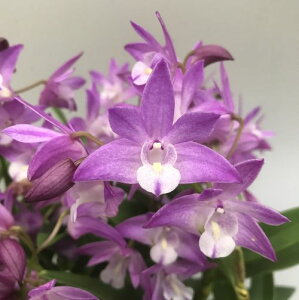 生花 デンドロビウムの人気商品 通販 価格比較 価格 Com