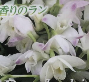 生花 デンドロビウムの人気商品 通販 価格比較 価格 Com