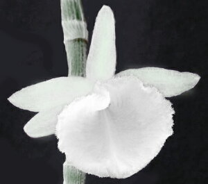 Den.polyanthum fma album x Self�f���h���r���[�����|���A���T�� �A���o��