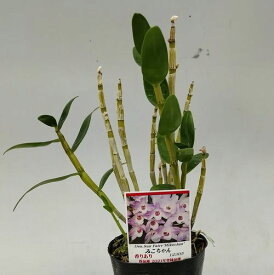 Den.Sun Fairy'Mikochan'デンドロビューム属.サンフェアリー’ミコチャン’