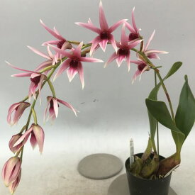 Den.treacherianum(=Epige.lyonii)デンドロビウム属デンドロビューム 属トリチェリアナム