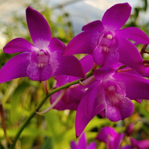 Den.Jonathan's Glory'Dark Joy'�f���h���r���[�����W���i�T���Y�@�O���[���[�@�f�_�[�N�@�W���C�f