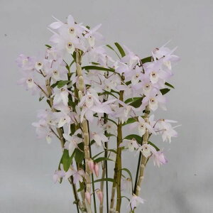 Den.Neo Rouge'Clair'�f���h���r�E�����l�I���[�W���f�N���A�f