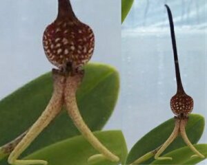 Bulb.urosepalum'Rebecca Northen'バルボフィラム ウロセパラム‘レベッカノザン’