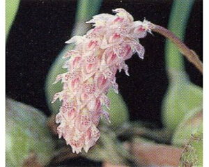 Bulb.lilacinum バルボフィラム リラシナム